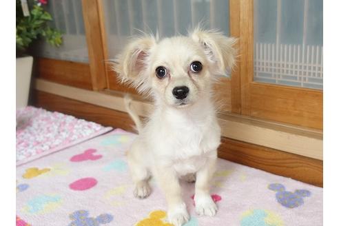 成約済の熊本県のミックス犬-114400の2枚目